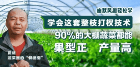 90%的大棚蔬菜都能国型正 产量高